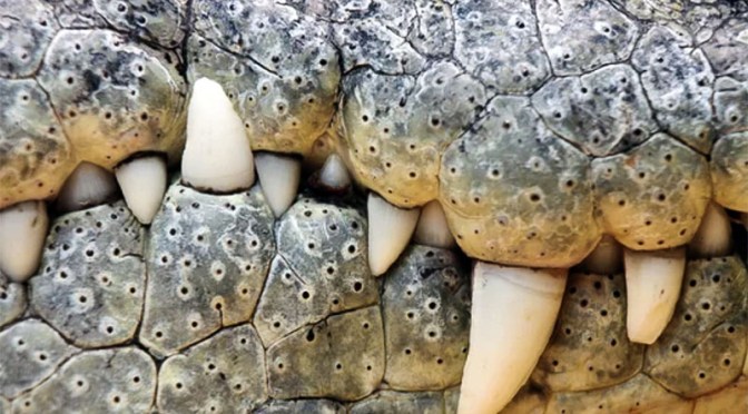 Approssimazione al sarcasmo